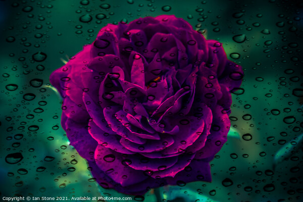 Raindrops and rose flowers  Picture Board by Ian Stone
