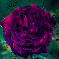 Buy canvas prints of Raindrops and rose flowers  by Ian Stone