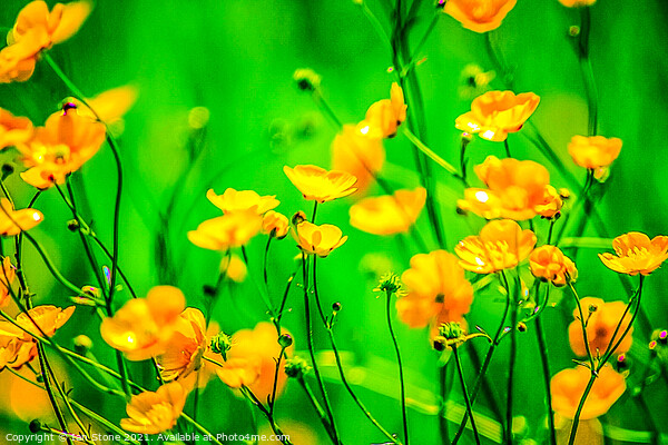 Buttercup flowers  Picture Board by Ian Stone