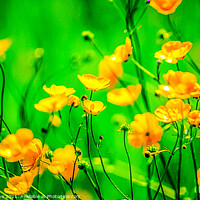 Buy canvas prints of Buttercup flowers  by Ian Stone