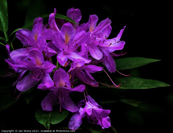 Rhododendron flowers  Picture Board by Ian Stone