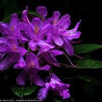 Buy canvas prints of Rhododendron flowers  by Ian Stone