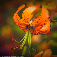 Buy canvas prints of Tiger Lilly and friend  by Ian Stone