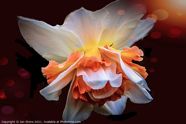 Dazzling Daffodil ! Picture Board by Ian Stone