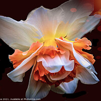Buy canvas prints of Dazzling Daffodil ! by Ian Stone