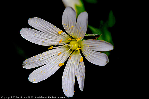 Greater Stitchwort. Picture Board by Ian Stone