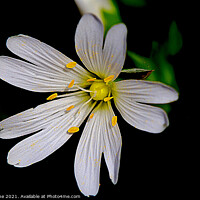 Buy canvas prints of Greater Stitchwort. by Ian Stone