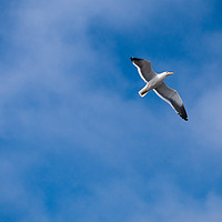 Buy canvas prints of Seagull in Blue by Hemerson Coelho