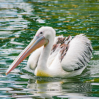 Buy canvas prints of Pelican by Langiano Gabriele