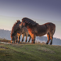 Buy canvas prints of Ponies at sunset on the Quantock Hills in Somerset by Thomas Russell