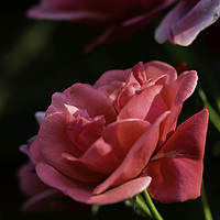 Buy canvas prints of Rose, in the garden of england by Andrew Nutting