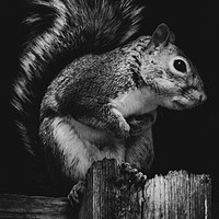 Buy canvas prints of Squirrel. by Andrew Nutting
