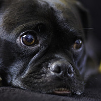 Buy canvas prints of Resting Pug by Andrew Nutting