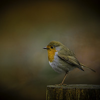 Buy canvas prints of Red Robin by Andrew Nutting