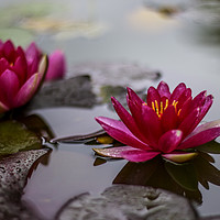 Buy canvas prints of Lotus Water Lilys by Andrew Nutting