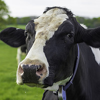Buy canvas prints of A Cow by Andrew Nutting