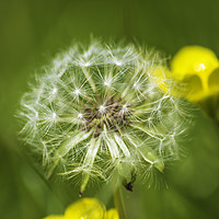 Buy canvas prints of Dandelion by Andrew Nutting