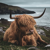 Buy canvas prints of Highland Cow by Chris Davis