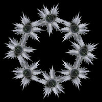 Buy canvas prints of Ring of eryngium flowers on black background by Rosaline Napier