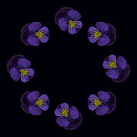 Buy canvas prints of Ring of pansies by Rosaline Napier
