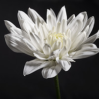 Buy canvas prints of Single white chrysanthemum on black background by Rosaline Napier