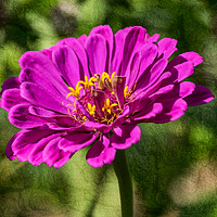 Buy canvas prints of Zinnia flower on texture background by Rosaline Napier