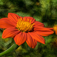 Buy canvas prints of Mexican Sunflower on textured background by Rosaline Napier