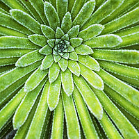 Buy canvas prints of Succulent plant closeup by Rosaline Napier