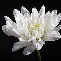 Buy canvas prints of White chrysanthemum by Rosaline Napier