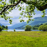 Buy canvas prints of Looking through the trees towards Loch Voil  by Rosaline Napier
