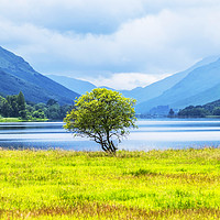 Buy canvas prints of Looking towards Loch Voil from Balquhidder by Rosaline Napier