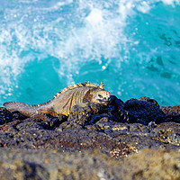 Buy canvas prints of Sleeping marine iguana on Galapagos shoreline by Rosaline Napier