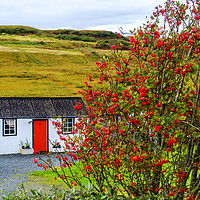 Buy canvas prints of White cottage with rowan tree by Rosaline Napier