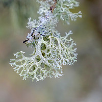Buy canvas prints of Coral like lichen by Rosaline Napier