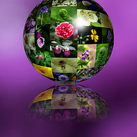 Buy canvas prints of Flower montage sphere by Rosaline Napier