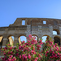 Buy canvas prints of Colosseum Rome in sunshine by Rosaline Napier