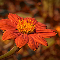 Buy canvas prints of Mexican Sunflower with autumnal colored background by Rosaline Napier
