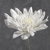 Buy canvas prints of Textured white chrysanthemum by Rosaline Napier