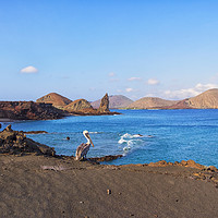 Buy canvas prints of Brown pelican in Galapagos Islands by Rosaline Napier