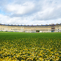 Buy canvas prints of Royal Crescent Bath and fallen leaves by Rosaline Napier