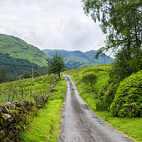 Buy canvas prints of Scottish countryside lane with grazing sheep by Rosaline Napier