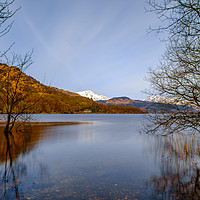 Buy canvas prints of Trees in Loch Lomond by Rosaline Napier