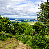 Buy canvas prints of Roseberry Topping footpath by Rosaline Napier