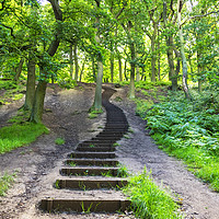 Buy canvas prints of Steps into the woods by Rosaline Napier