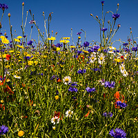 Buy canvas prints of Summer wildflowers against blue sky by Rosaline Napier