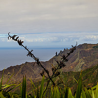 Buy canvas prints of Looking through vegetation St Helena by Rosaline Napier