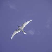 Buy canvas prints of White tern Ascension Island by Rosaline Napier