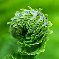 Buy canvas prints of Green fern closeup by Rosaline Napier