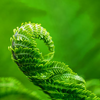 Buy canvas prints of Green fern unfurling by Rosaline Napier