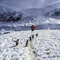 Buy canvas prints of Antarctic Penguin Walk by Rosaline Napier